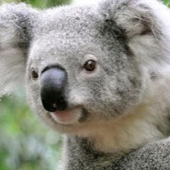koala bear