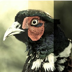 Veule