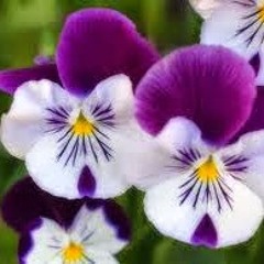 Nabila Mohammed Hassan