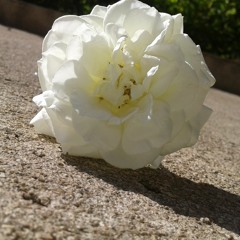 Elcidio Jaime Lina Guambe