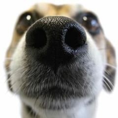 Dina