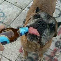 Тодор Ћоровић