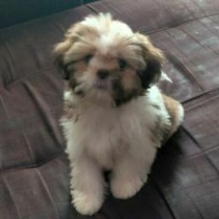 Cacau Dog