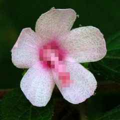 Flower Porn