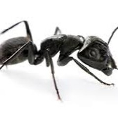 ray's pet ant