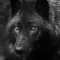 17wolfang