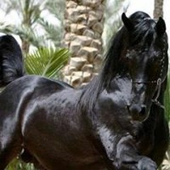 محمد تركى