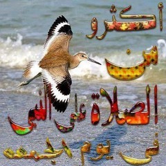 Nour ELDeen Abdelmoez