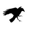 Crow
