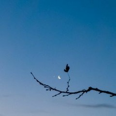 inter_nocte_dieque