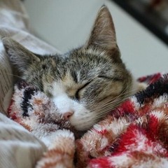 MelT.
