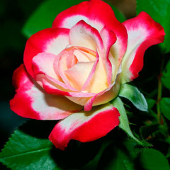 marzieh sadat mahmoudi