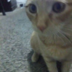 Alexandro O_o