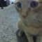 Alexandro O_o