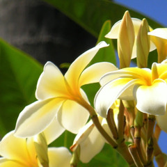 Mary Telis Karvounis