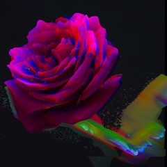 Dark Rose