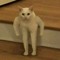 Buff cat