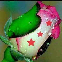 Ahmad.Alko