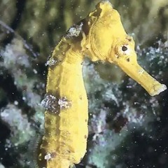 Baby Yellow Sea Horse
