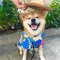 Shibshib