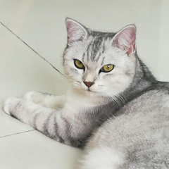 Caleb Chan