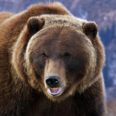 Kodiak Bear