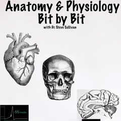 Anatomy & Physiology - Bit by Bit