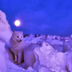 أحمد جمال الدين