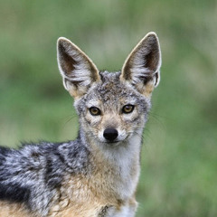 Jackal