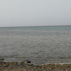 Walaa }{