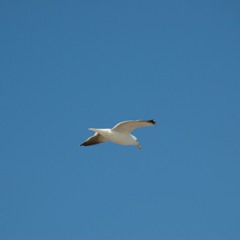 Ignacio Larraguibel 2