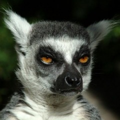 Lemur Lemurich