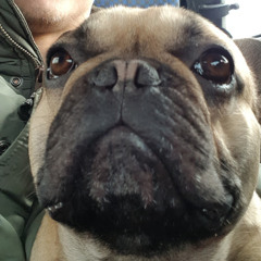 Frenky TheFrenchBulldog