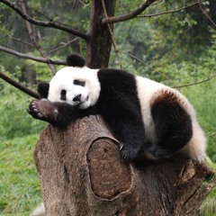 PortablePanda
