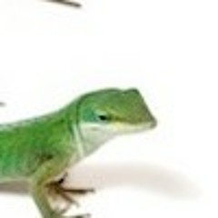 Logistic Lizard