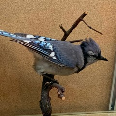 Piper Hill's "For the Birds"