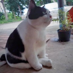 Quân Hoàng
