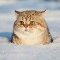 meltcat