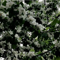 Jam de Jardin