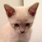 A cat called Thunderstar7