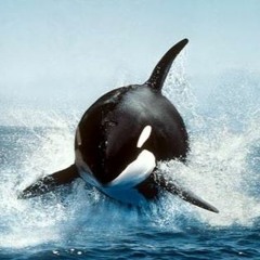 Killer Whale
