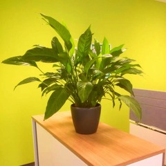 The House Plant Band