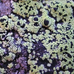 PMDain / popular mechaniks