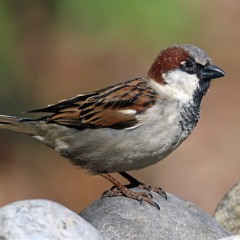 Asian Papa Sparrow