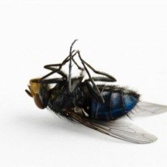 DEAD FLY DANCE