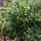 Chhattishgarh farm