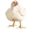 agusditayana12@mail.com