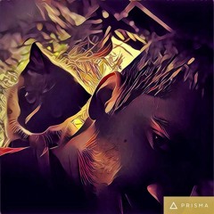 mjamil85