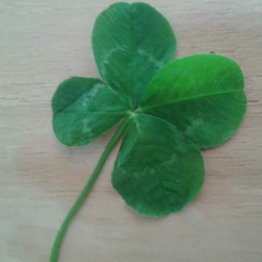 Elise Van den Boogaard