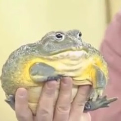 Thicc Frogg